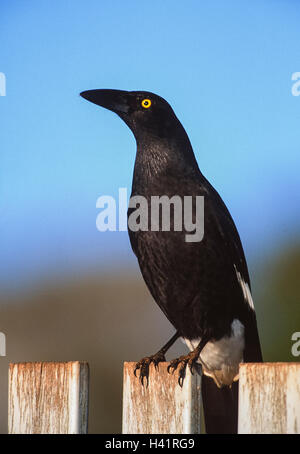 Pied Currawong, (Strepera graculina), sitting on fence, Byron Bay, New South Wales, Australia Stock Photo