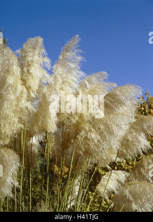 Garden, pampas grass, Cortaderia, selloana, detail, blossoms, ornamental plants, ornamental plant, ornamental grass, whisks, white, solitaire plant, adornment, decoration, Deko, eye-catcher, Stock Photo