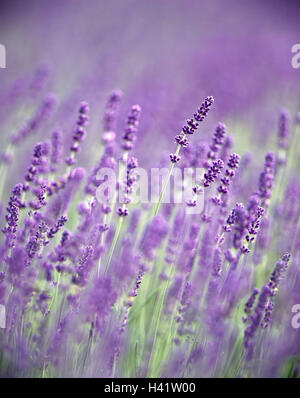 Lavender flowers, real lavender,,  Lavandula angustifolia  Lavender field, small celtic nard, blooms, purple, lavender flower, cultivation, lavenders, Lippenblütlergattung, flowers, plants, field, economy, agriculture, useful plants, culture plants, fixed Stock Photo