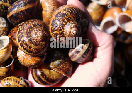 Close-up of woman's hand holding snail shells Stock Photo