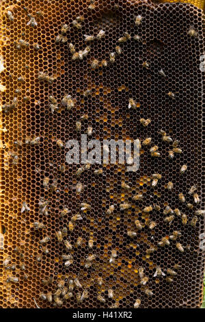 Bees on beehive honeycomb Stock Photo