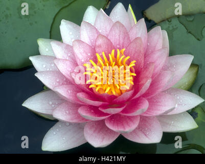 Pond, water lily, Nymphaea spec., Water Lily, flora, vegetation, water, exotic, water lilies, water plant, water plants, plant, pond plant, plants, pond plants, flowers, blossom, blossom, blossom, softly white, pink, bichrome, garden pond, water lily pond Stock Photo