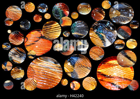 Water drops on pheasant feathers. Stock Photo