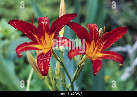 Red-yellow tag lily, Hemerocallis fulva, detail, blossoms, red-yellow, nature, botany, vegetation, plant, plant, ornamental plant, cultivated plant, garden ornamental plant, garden form, flower, lily, lily plant, blossom, petals, bichrome Stock Photo