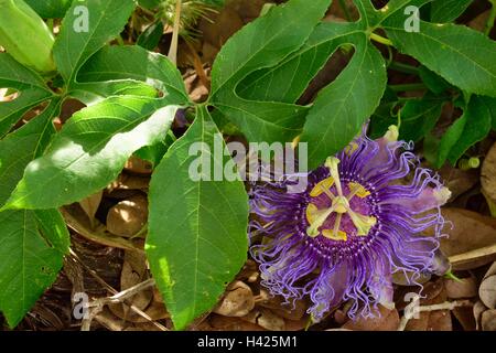 Gorgeous open Passiflora incarnata or Purple Passion Flower commonly known as maypop, in a botanical garden in Florida. Stock Photo