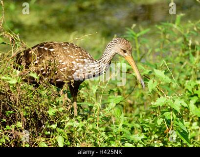 The Limpkin bird, also called Carrao, Courlan, and Crying bird resting in bushes on a trail in Lettuce Lake State Park near Tampa Bay Florida. Stock Photo