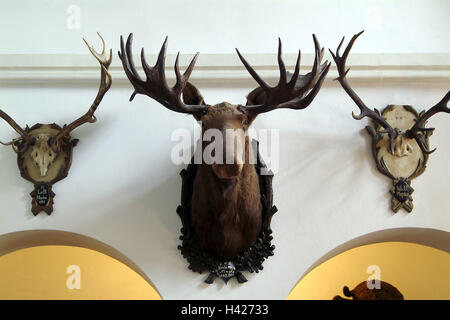 Villa, wall, decoration, trophies,,  Elk head, antlerses,  Europe, Germany, Saarland, Mettlach, company Villeroy &Boch, guesthouse palace Saareck, reception hall, Foyer, hunt trophies, animal preparations, prepares, elk,  Head, elk antlers, wall decoratio Stock Photo