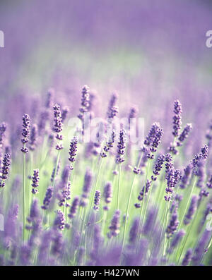 Lavender blossoms, real lavender, Lavandula angustifolia, lavender field, small Speik, blossoms, mauve, lavender blossom, cultivation, lavender, Lippenblütlergattung, flowers, plants, field, economy, agriculture, useful plants, cultivated plants, medicina Stock Photo