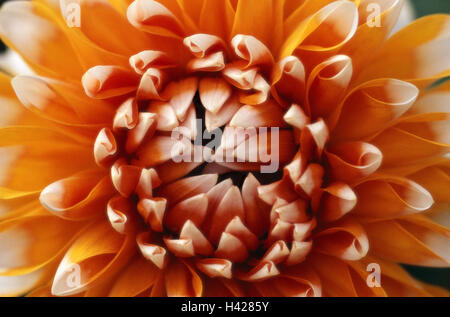 Dahlia, bloom, detail, orange-white,    Plant, garden plant, garden flower, flower, composites, dahlia, Dahlia, ornamental plant, ornament flower, summer flower, bloom head, petals, in two colors, Stock Photo