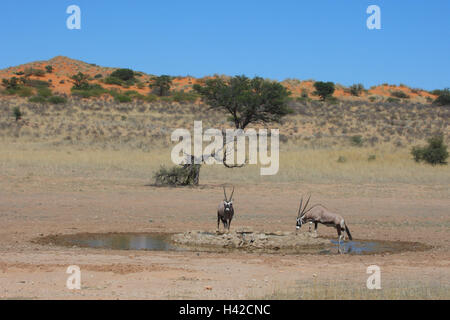 Spit vaulting horses in the watering place, Oryx, Stock Photo