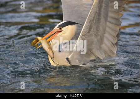 Grey heron, Ardea cinerea, beak, fish, caught, water, Stock Photo