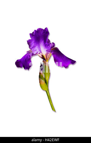 Violet flower iris with yellow speckles on white background Stock Photo