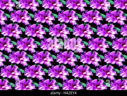 Seamless floral pattern from purple hibiscus  for black background Stock Photo