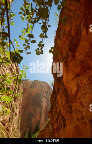 Hanging plants near Weeping Rock, Zion National Park, located in the Southwestern United States, near Springdale, Utah. Stock Photo