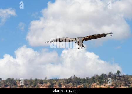 California condor (Gymnogyps californianus),Zion National Park, located in the Southwestern United States, near Springdale, Utah Stock Photo