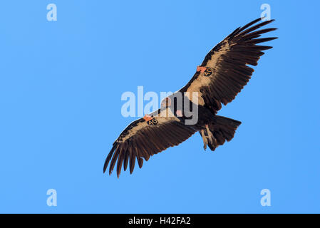 California condor (Gymnogyps californianus),Zion National Park, located in the Southwestern United States, near Springdale, Utah Stock Photo