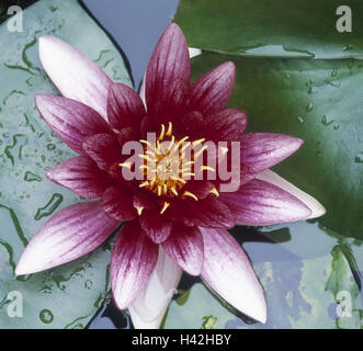 Pond, water lily, Nymphaea spec., Water Lily, flora, vegetation, water, exotic, water lilies, water plant, water plants, plant, pond plant, plants, pond plants, flowers, blossom, blossom, blossom, softly, pink, mauve, bichrome, garden pond, water lily pon Stock Photo