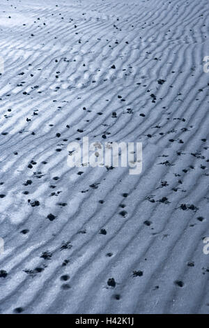 Beach, Sand, watt worms, Arenicola marina, worm tracks, Stock Photo