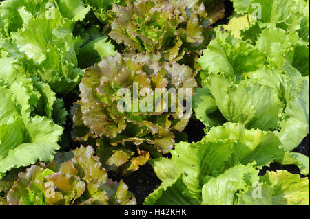 Vegetable garden, green salads, iceberg lettuce 'Fortunas', Stock Photo