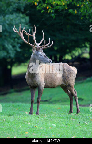 Edge the forest, red deer, deer, Cervus, elaphus, meadow, animal world, Wildlife, forest animals, wild animals, big game, peel game, hair game, ruminant, game, only, individually, animals, mammals, cloven-hoofed animals, Cervidae, red deer, antlers, deer antlers, red deer, red deer, manly, little men, attention, watchfulness, nature, Stock Photo