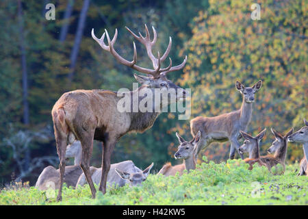 Meadow, red deer, deer, Cervus elaphus, space deer, herd, rut, autumn, edge the forest, animal world, Wildlife, forest animals, wild animals, big game, peel game, hair game, game, ruminant, animals, mammals, cloven-hoofed animals, Cervidae, red deer, antlers, deer antlers, red deer, red deer, deer herds, manly, little men, female, females, hinds, rutting season, attention, watchfulness, nature, preview, Stock Photo