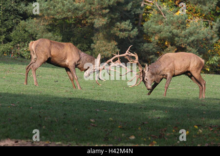 Meadow, red deer, deer, Cervus elaphus, conflict, rut, autumn, edge of the forest, Stock Photo