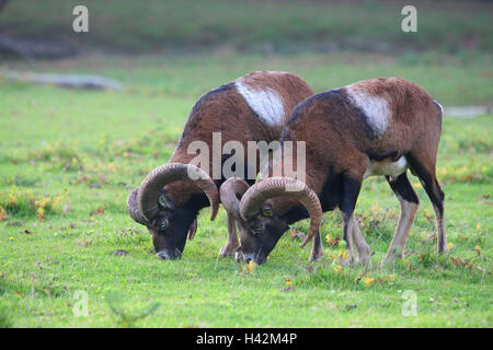 Meadow, European Mufflons, Ovis ammon musimon, graze, eat Stock Photo