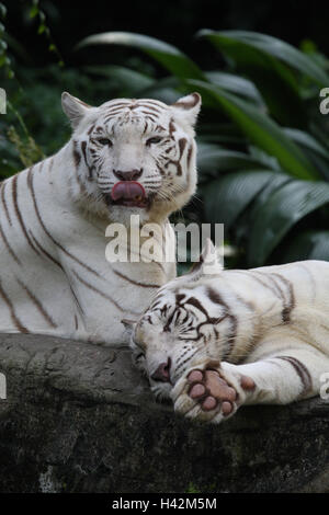 Bengal tiger (Panthera tigris tigris), two individuals walking over a ...