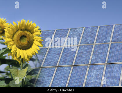 Photovoltaics plant, sunflowers, Stock Photo
