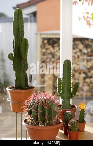Indoor cacti hi-res stock photography and images - Alamy