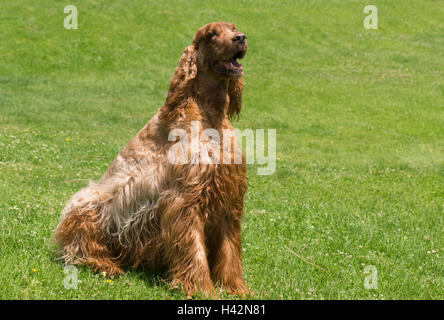 Red Hair Irish Setter Purebred Canine Animal Dog Stock Photo