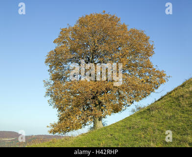 Harewood, Acer pseudoplatanus, autumn, north inclination, castle Lim ...