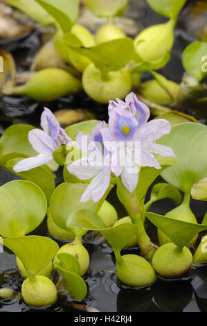 Water hyacinth, Eichhornia crassipes, Stock Photo