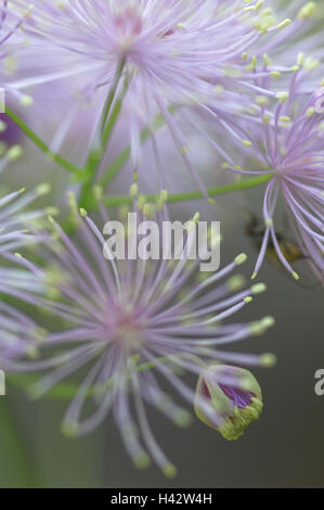 Akeleiblättirge meadow pound sign, blossoms, close up, Stefanova, national park 'Mala Fatra', province Zilina, Slovakia, Stock Photo