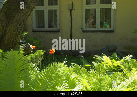 Garden, fern, sunny, fishing house, Pervalka, national park health resort broad bay bar, Lithuania, Stock Photo