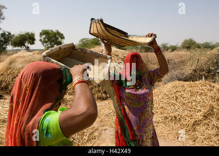 India, Rajasthan, close Luni, tribe Bisnoi, women, saris, baskets, separation, millet grain, chaff, no model release, Stock Photo