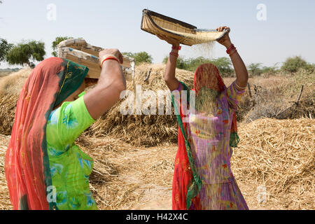 India, Rajasthan, close Luni, tribe Bisnoi, women, saris, baskets, separation, millet grain, chaff, no model release, Stock Photo