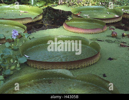 Pond, water plants, water lilies, swimming leaves, Victoria cruziana, waters, water, lake, water lily pond, water lilies, water lily plants, Nymphaeaceae, Victoria water lilies, Santa Cruz-gigantic water lily, gigantic water lily, Santa Cruz Water Lily, leaves, buds, plants, nature, green Stock Photo