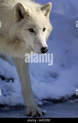 Alaskan tundra wolf, Canis lupus tundrarum, wolf Stock Photo