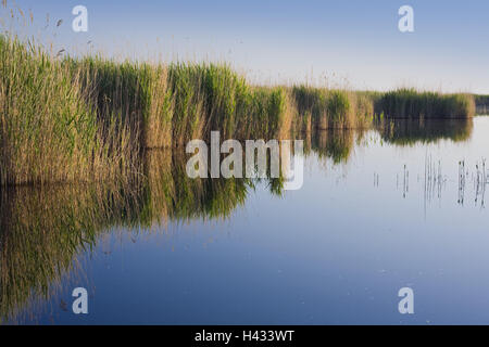 Austria, Burgenland, new colonist's lake, Fertö national park, reed, Stock Photo