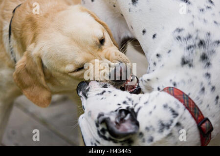 Dogs, two, play, Stock Photo