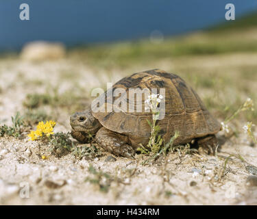 Beach, Greek's country-turtle, Testudo hermanni, at the side, sand-ground, sand, wildlife, animal, game-animal, reptile, turtle, Testudines, Stock Photo