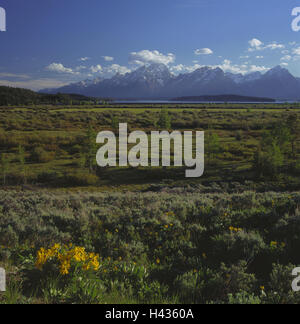 The USA, Wyoming, Grand Teton Nationwide, park, scenery, Tetons, mountains, North America, destination, place of interest, nature, national park, nature reserve, width, distance, loneliness, outside, deserted, vegetation, flowers, blossom, Stock Photo