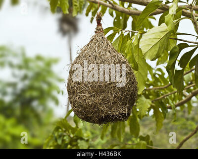 Shrub, branch, bird's nest, hang, tree, cable, fastens, Frei-hanging, nest, Sperlingsvogel, sparrow's nest, nest construction, breeding place, nesting place, nature, protected, protection, Stock Photo