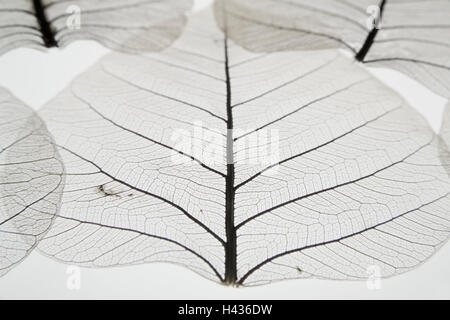 Poplar fig, leaves, structure, conductors, form, silhouette, heart, wisdom, foliage, product photography, veins, dryly, plant, leaf veins, detail, autumn, dries up, leaf structure, sample, heart form, heart-shaped, Buddha's tree, transmitted light, cut out, conception, uncolored, filigree, blur, Stock Photo