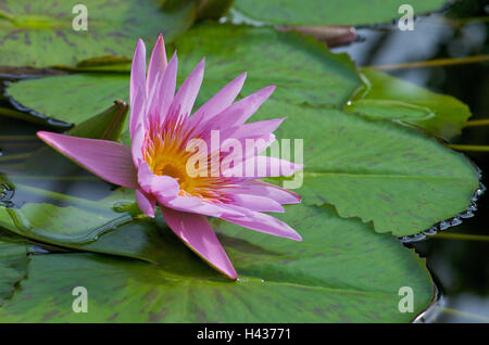 Water lily, blossom, pink, detail, blur, Stock Photo