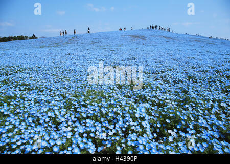 Baby blue-eyes flower field, Ibaraki Prefecture, Japan Stock Photo