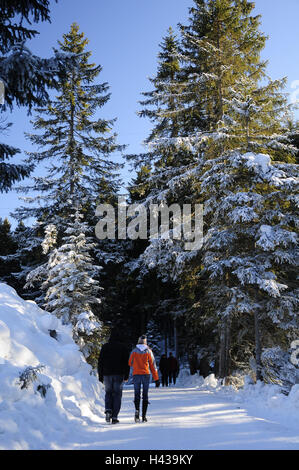 Winter wood, stroller, back view, sunshine, no model release, wood, forest way, way, trees, conifers, firs, fir wood, snow-covered, snow, winter, person, walk, winter walk, leisure time, rest, nature, heaven, blue, Stock Photo