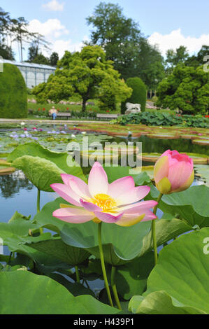 Park, water lily pond, Indian Lotus flower Nelumbo nucifera, Stock Photo