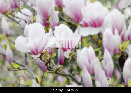 Tulip magnolia, Magnolia x soulangiana, blossoms, Stock Photo